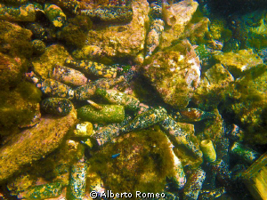 Pollution of bottles in a little harbour of Sicily by Alberto Romeo 